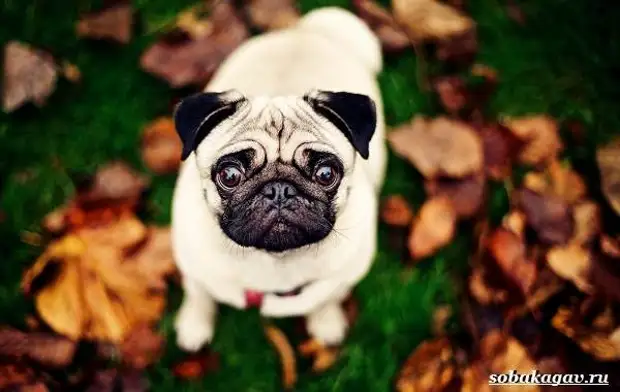 Мопс собака. Описание, особенности, уход и цена мопса