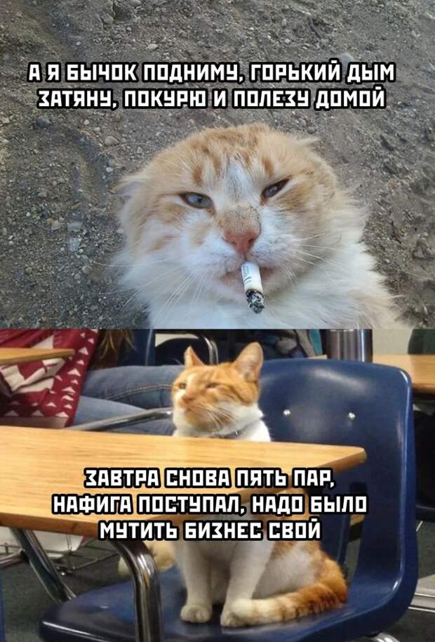 Смешные картинки 14 сентября 2021 года
