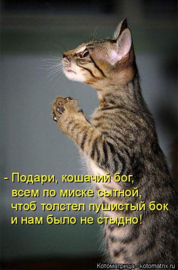 Лучшие котоматрицы недели (50 фото)