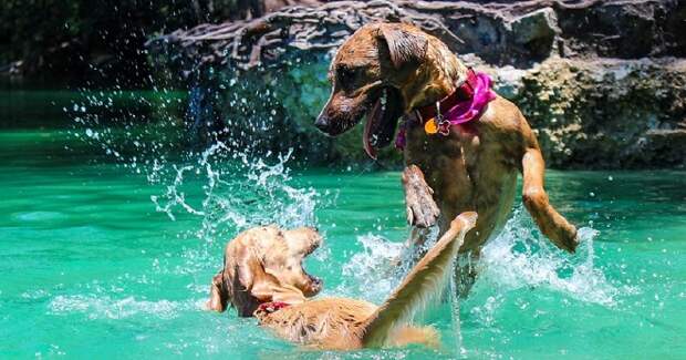 Собаки в воде
