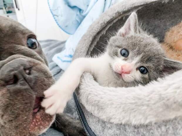 Без кота и жизнь не та