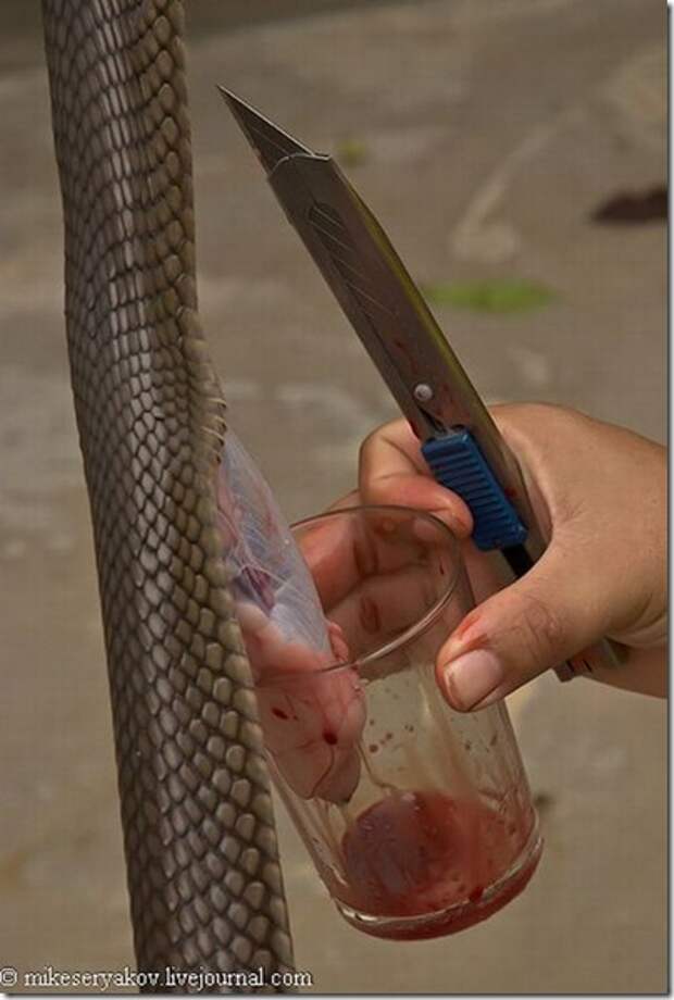 Extreme-cocktail-of-Thailand_11_(www.funnypagenet.com)
