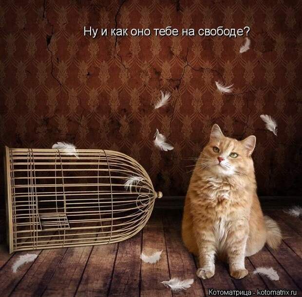 Лучшие котоматрицы недели  