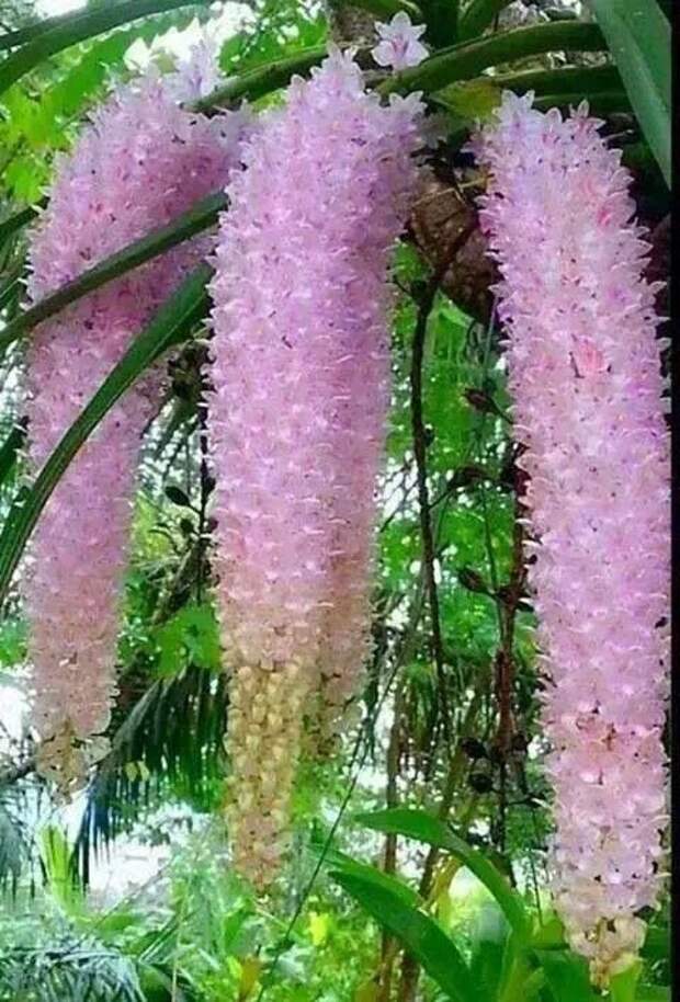 Орхидея Ванда гирлянды, интересное, красота, природа, фотомир, цветы