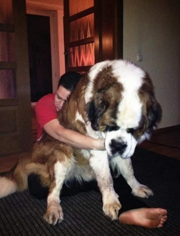This dog who would be a great shoulder to cry on.