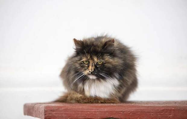 Ветеринар Терешко назвала признаки зубной боли у кошек