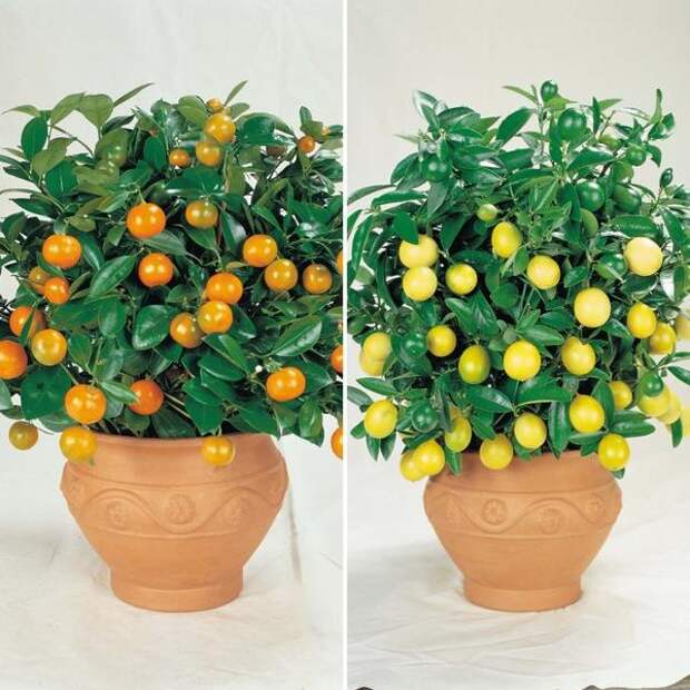 декоративное лимонное и апельсиновое дерево