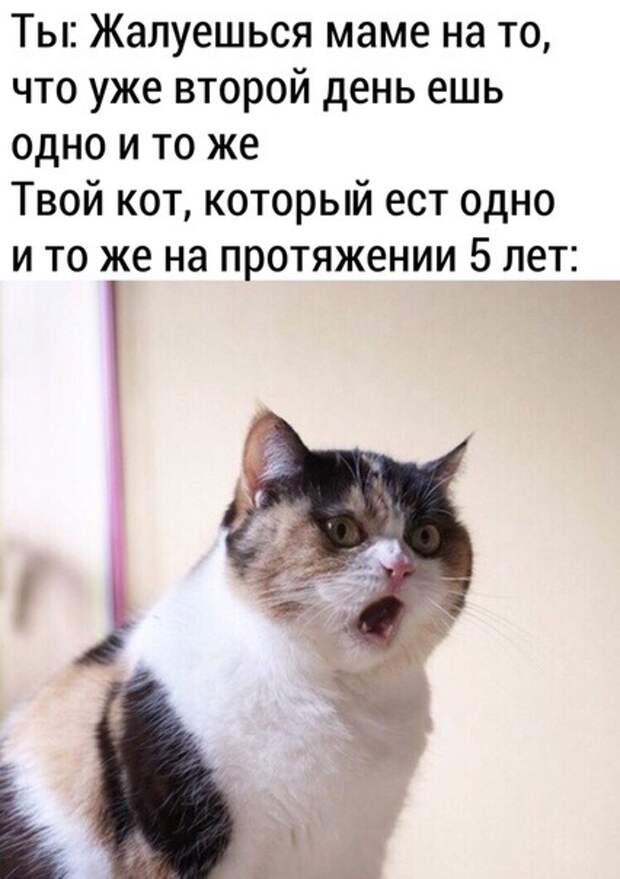 Когда твой хозяин зажрался Когда твой хозяин зажрался