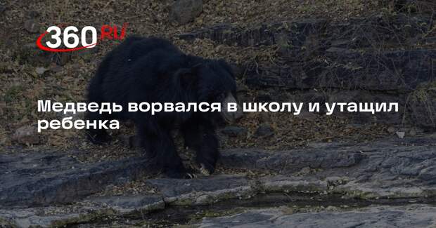 The Star: в Индии медведь попытался утащить школьника из класса