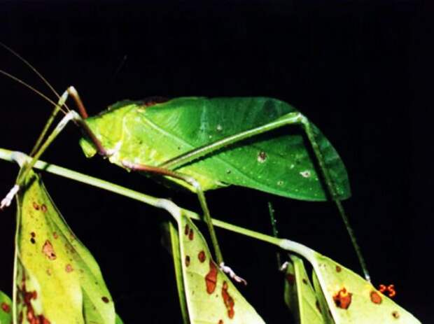 длинноногий кузнечик. гигантский длинноногий кузнечик. Giant katydid. кузнечик переросток. Giant katydid.