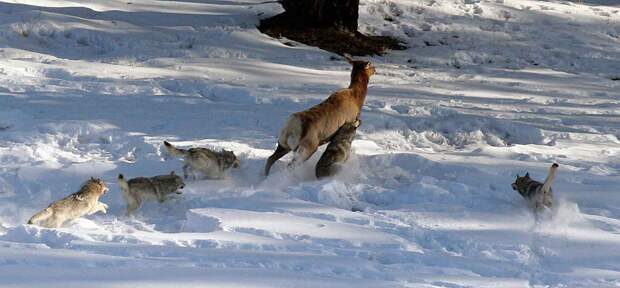 Волки охотятся на оленя