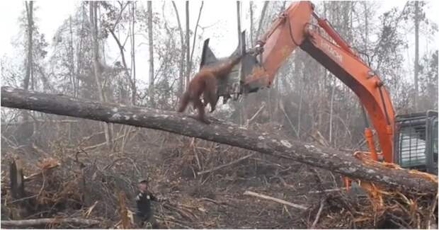 В Индонезии разъяренный орангутан попытался защитить лес от экскаватора видео, вырубка, животные, индонезия, лес, орангутан, природа, экскаватор