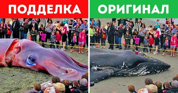 Мифы и правда о гигантских кальмарах