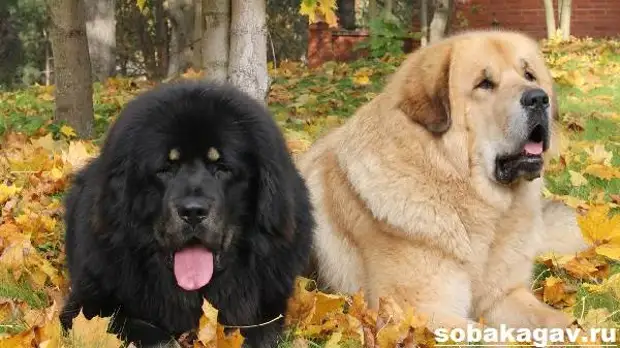 Тибетский мастиф собака. Описание, особенности, уход и цена тибетского мастифа