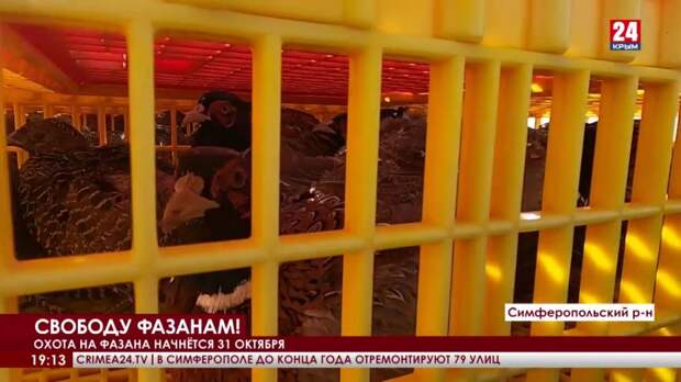 200 фазанов выпустили в Симферопольском и Бахчисарайском районах