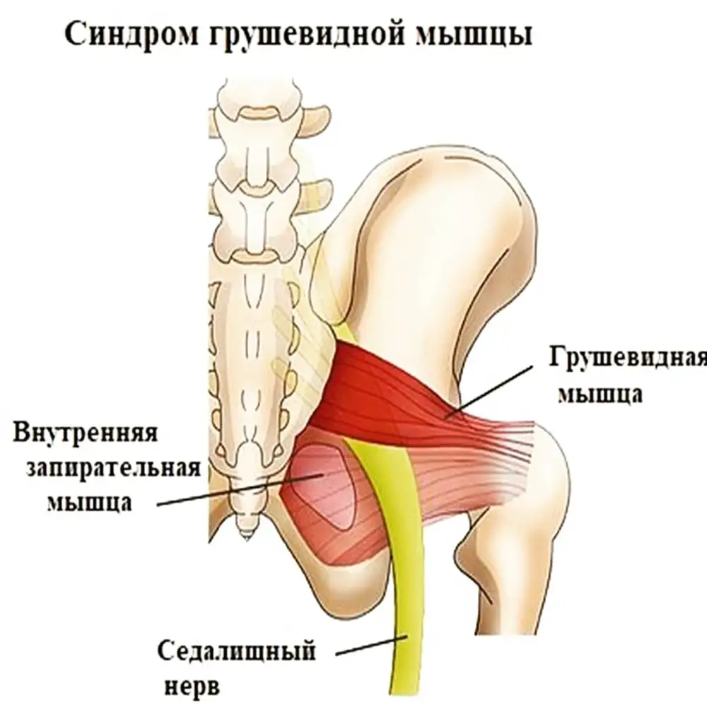 Грушевидная мышца анатомия человека