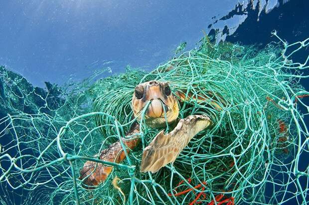 А именно - рыбацкие сети, в которые черепахи попадают вместе с рыбой, в которых запутываются и в итоге погибают активисты, индия, морская черепаха, морские животные, окружающая среда, экологическая акция, экология, экология и мир