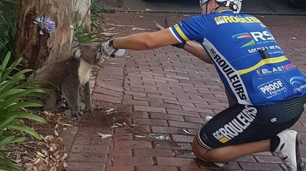 Велосипедист остановился, чтобы дать попить коале. И этот маленький парень лишил его запаса воды велосипедист, вода, добро, животные, коала, милота