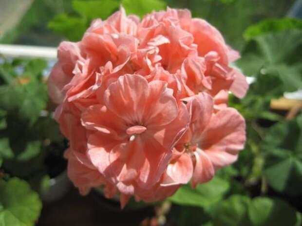 Marbacka Rose Marbacka Rose