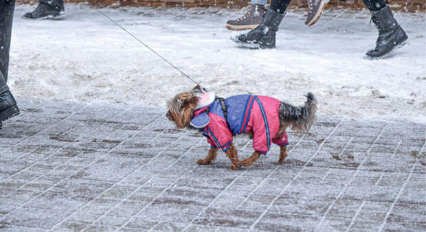 Кинолог рассказал, как помочь собаке поддержать форму в мороз