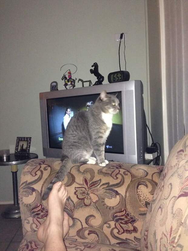 смешные кошки коты, кошки странные места поспать, коты неподходящие места прилечь, кошки выбирают место