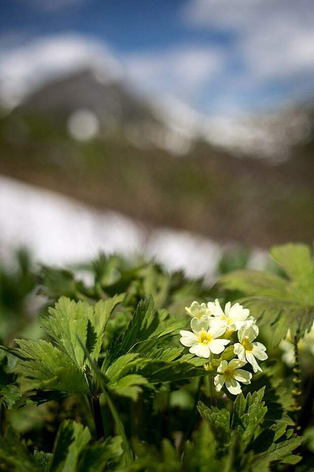 природа, Саяны, река