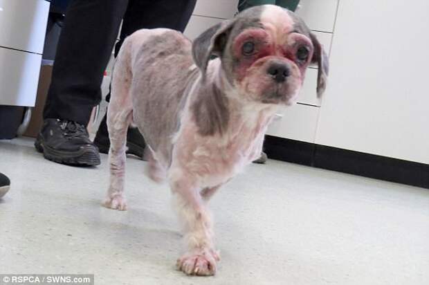 В Великобритании брошенную собаку с ужасно свалявшейся шерстью пришлось брить под наркозом