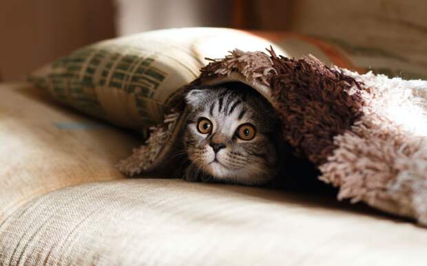 Петербуржец обнаружил котят под вскрытым полом купленной квартиры
