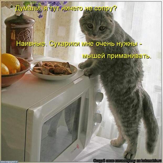 Лучшие котоматрицы недели (50 фото)