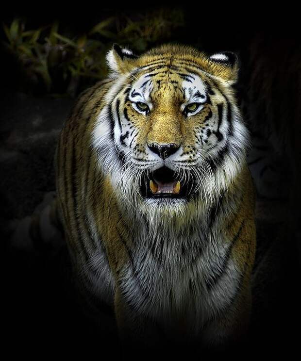 Лучшие фотографии International Photography Awards (IPA) 2007