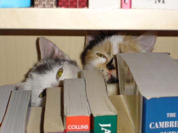Смешные кошки