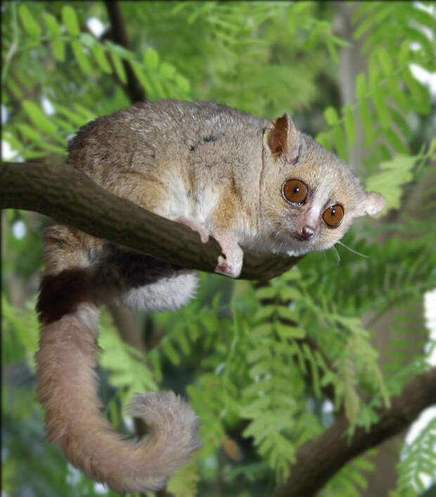 Даже на тропическом Мадагаскаре есть звери, которые впадают в спячку