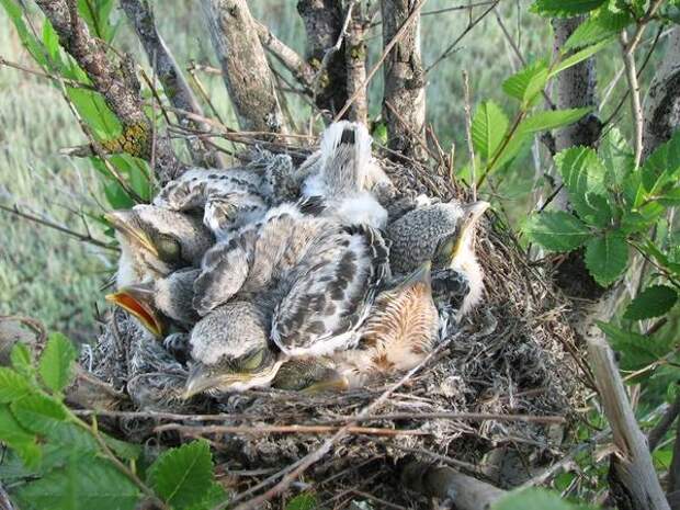 Гнездо черноголового сорокопута из полыни