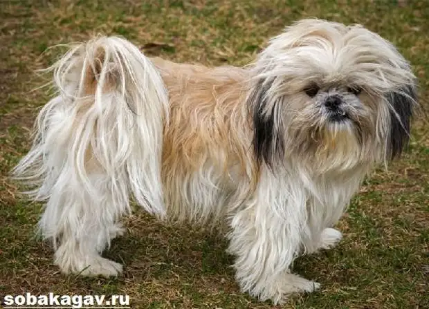 Ши тцу собака. Описание, особенности, уход и цена ши тцу
