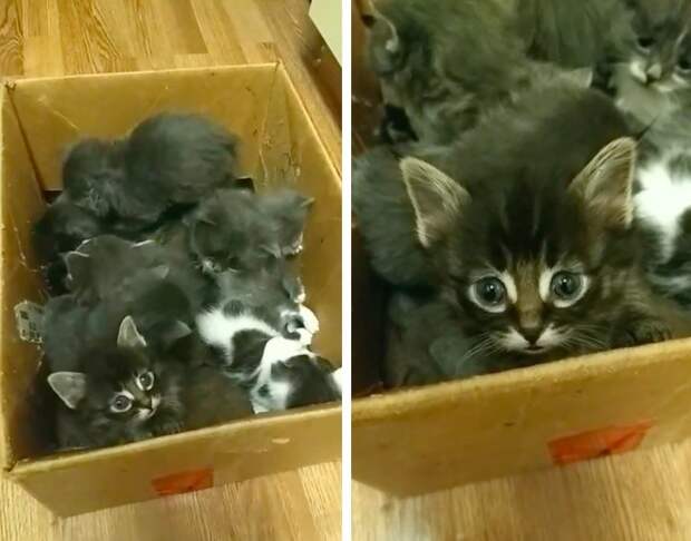 Без кота и жизнь не та