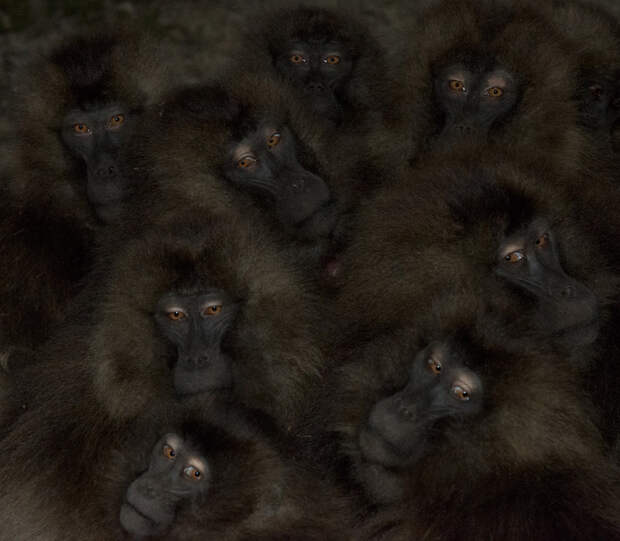 Высоко в горах Эфиопии фотограф встретил эту группу обезьян, которые прижимались друг к другу, чтобы согреться