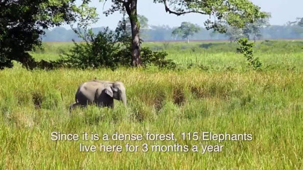 слон в лесу