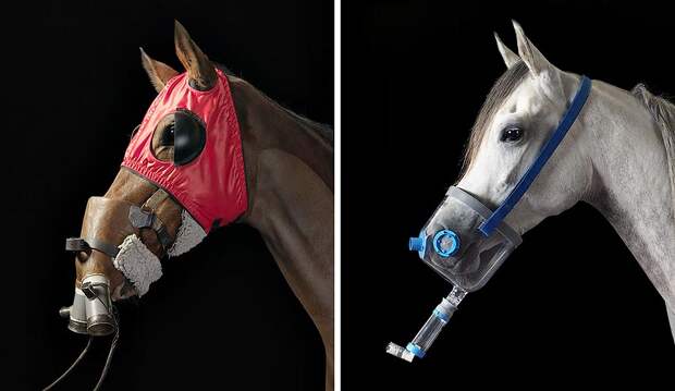 338193 Грация прекрасных лошадей в фотопроекте Equus