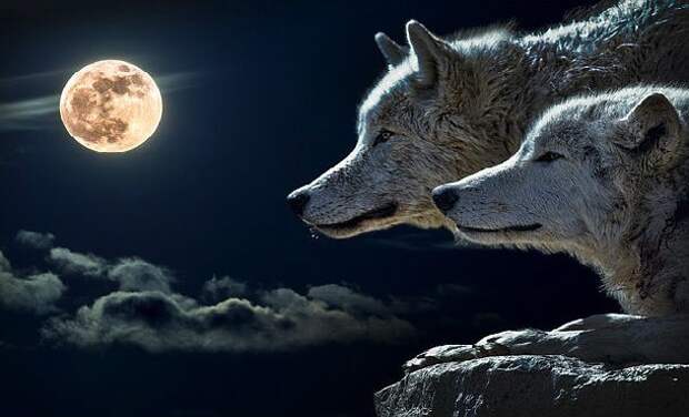 hour-wolf-610x370