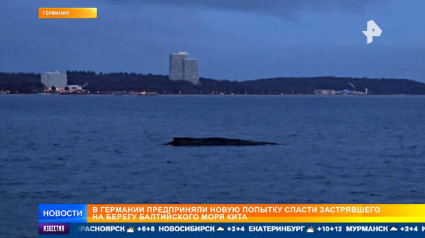 В Германии пытаются выкопать канал для застрявшего на мелководье кита