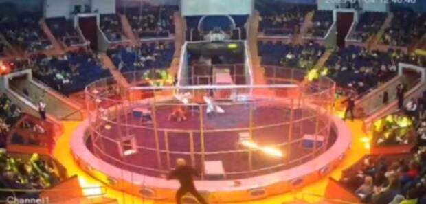 ЧП на манеже сочинского цирка: лев напал на дрессировщика во время представления