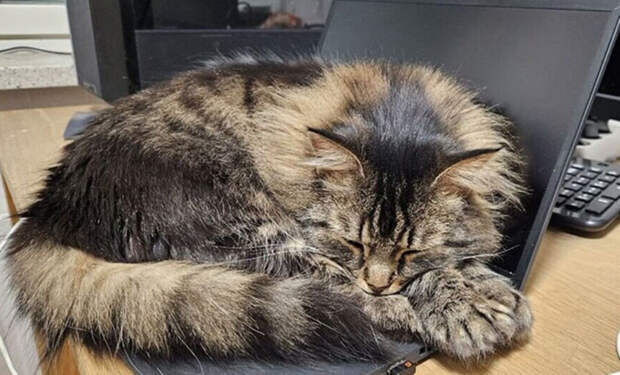 кошки