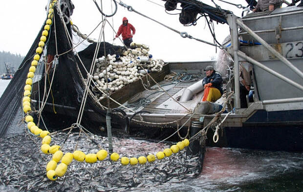 На Сахалине фиксируют массовую гибель рыбы 