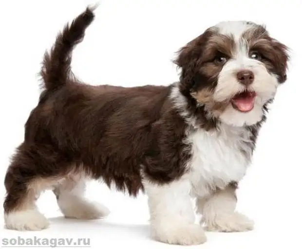 Гаванский бишон собака. Описание, особенности, уход и цена гаванского бишона