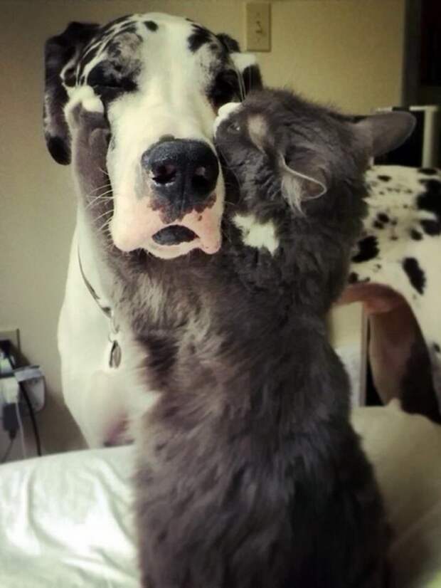 Кот и пёс  кот, кошка, пёс, собака