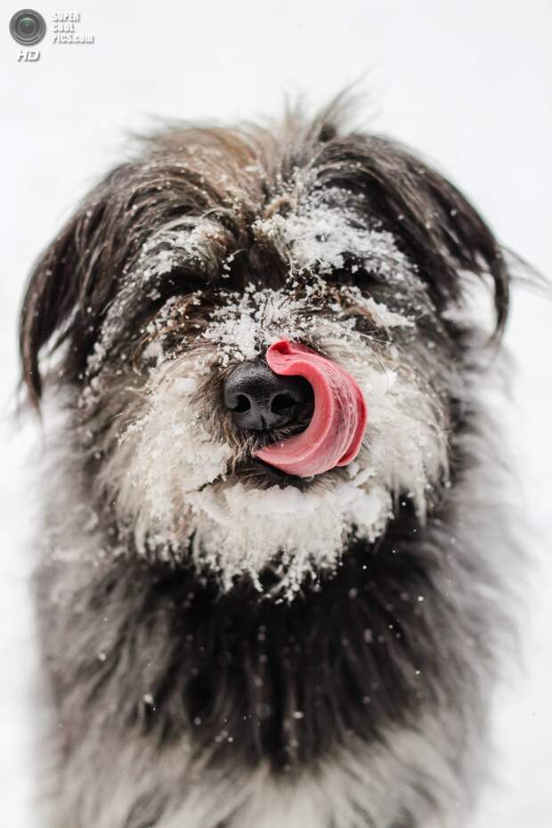 Снег — собачье счастье. (Wally&Roops)