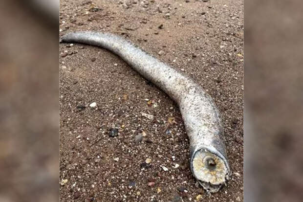 Mirror: в Англии на пляже нашли морскую миногу, похожу на гигантского червя из "Дюны"