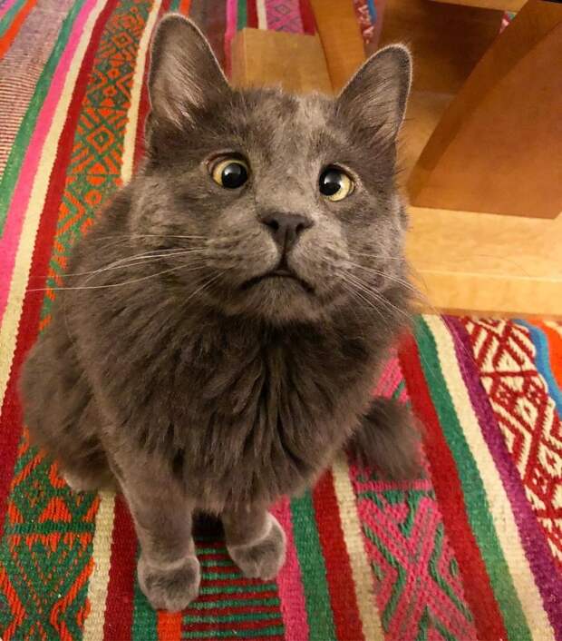 Без кота и жизнь не та