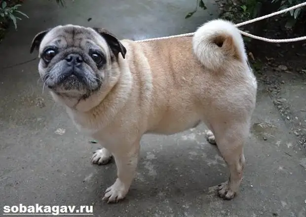 Мопс собака. Описание, особенности, уход и цена мопса