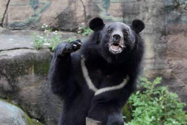 Скрытая камера «поймала» гималайского медведя, разоряющего ульи в российском Приморье  (ВИДЕО) 